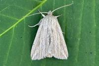 Mythimna riparia