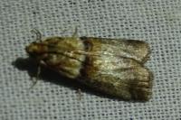 Acrobasis tumidana