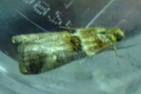 Acrobasis tumidana