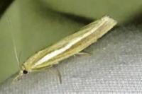 Agriphila tristella