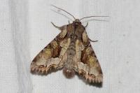 Lacanobia w-latinum