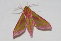 Deilephila elpenor