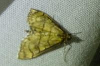 Anania verbascalis
