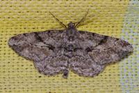 Peribatodes rhomboidaria rhomboidaria