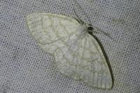 Cabera exanthemata