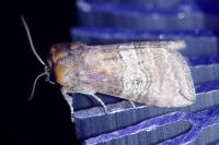 Tethea ocularis