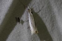 Crambus pascuella