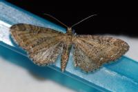 Eupithecia vulgata