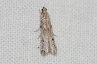 Phycitodes