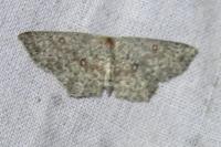 Cyclophora pendularia