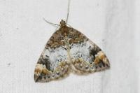 Dysstroma truncata