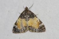 Dysstroma truncata