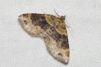 Xanthorhoe ferrugata