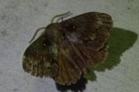 Dendrolimus pini pini
