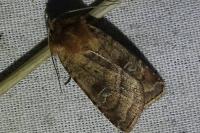 Diarsia rubi