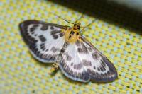 Anania hortulata