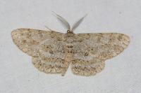 Hypomecis punctinalis