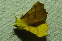Ennomos alniaria