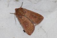 Mythimna albipuncta