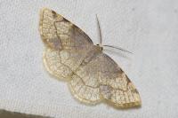 Stegania trimaculata