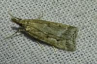 Eudonia pallida