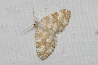 Perizoma flavofasciata