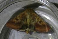 Helicoverpa armigera