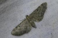 Eupithecia virgaureata