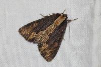 Dypterygia scabriuscula