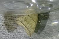 Herminia grisealis