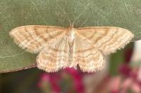 Idaea ochrata