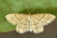 Idaea ochrata