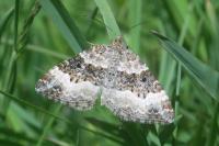Epirrhoe alternata
