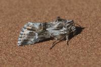 Calophasia lunula