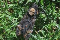 Acherontia atropos