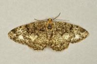 Parectropis similaria