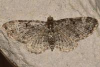 Pasiphila chloerata