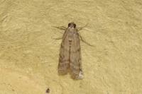 Ephestia