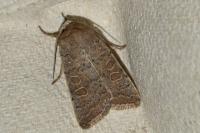 Hoplodrina ambigua