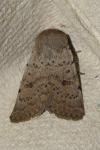 Hoplodrina respersa