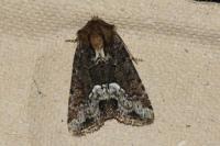 Oligia strigilis