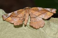 Apeira syringaria
