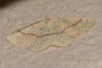 Cyclophora punctaria