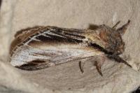 Pheosia tremula
