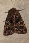 Sideridis rivularis