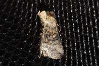 Abrostola tripartita