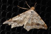 Macaria alternata
