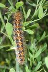 Euplagia quadripunctaria
