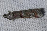 Pempelia palumbella
