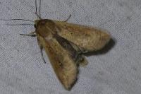 Mythimna unipuncta